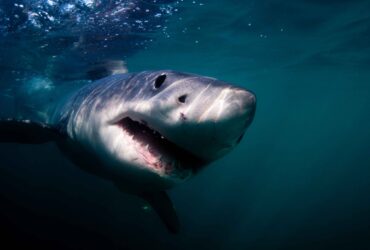 NazanShark reportaje fotográfico sobre los tiburones blancos
