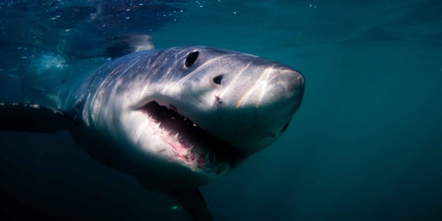 NazanShark reportaje fotográfico sobre los tiburones blancos