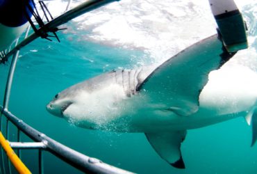 Nazan Shark radio de interacción del gran tiburón blanco
