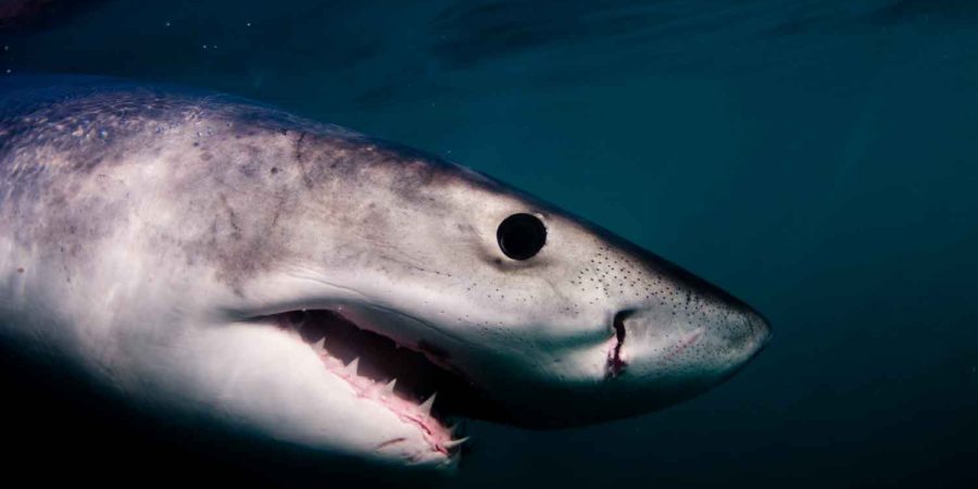 Nazan Shark Fantástica criatura Sudáfrica