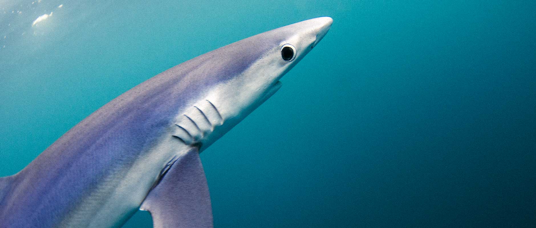 Salvemos a los tiburones azules